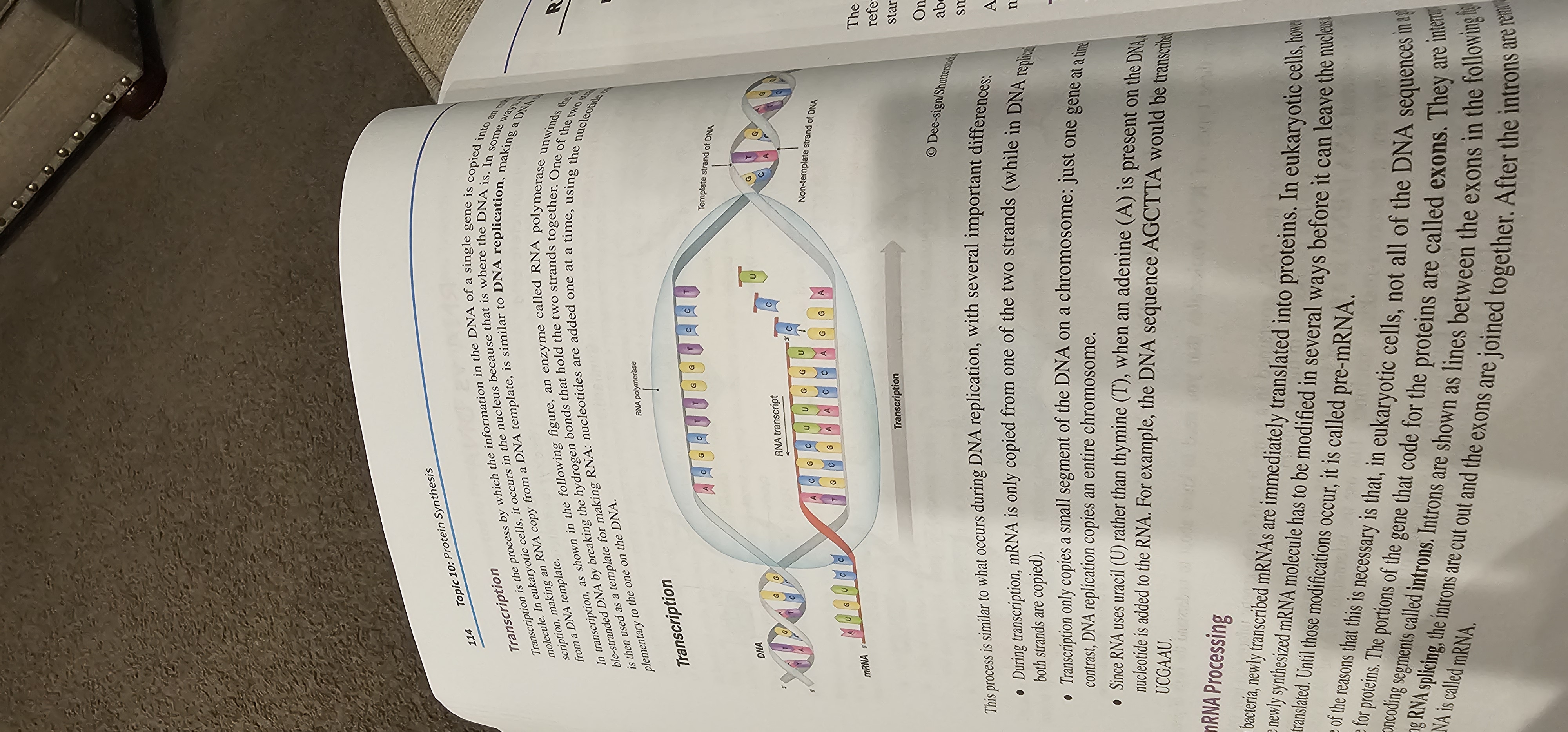 <p>Process in which RNA polymerase makes an RNA copy (mRNA) of a DNA template; occurs in the nucleus of eukaryotes.</p>