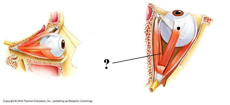 <p><span><span>Identify the indicated structure</span></span></p>