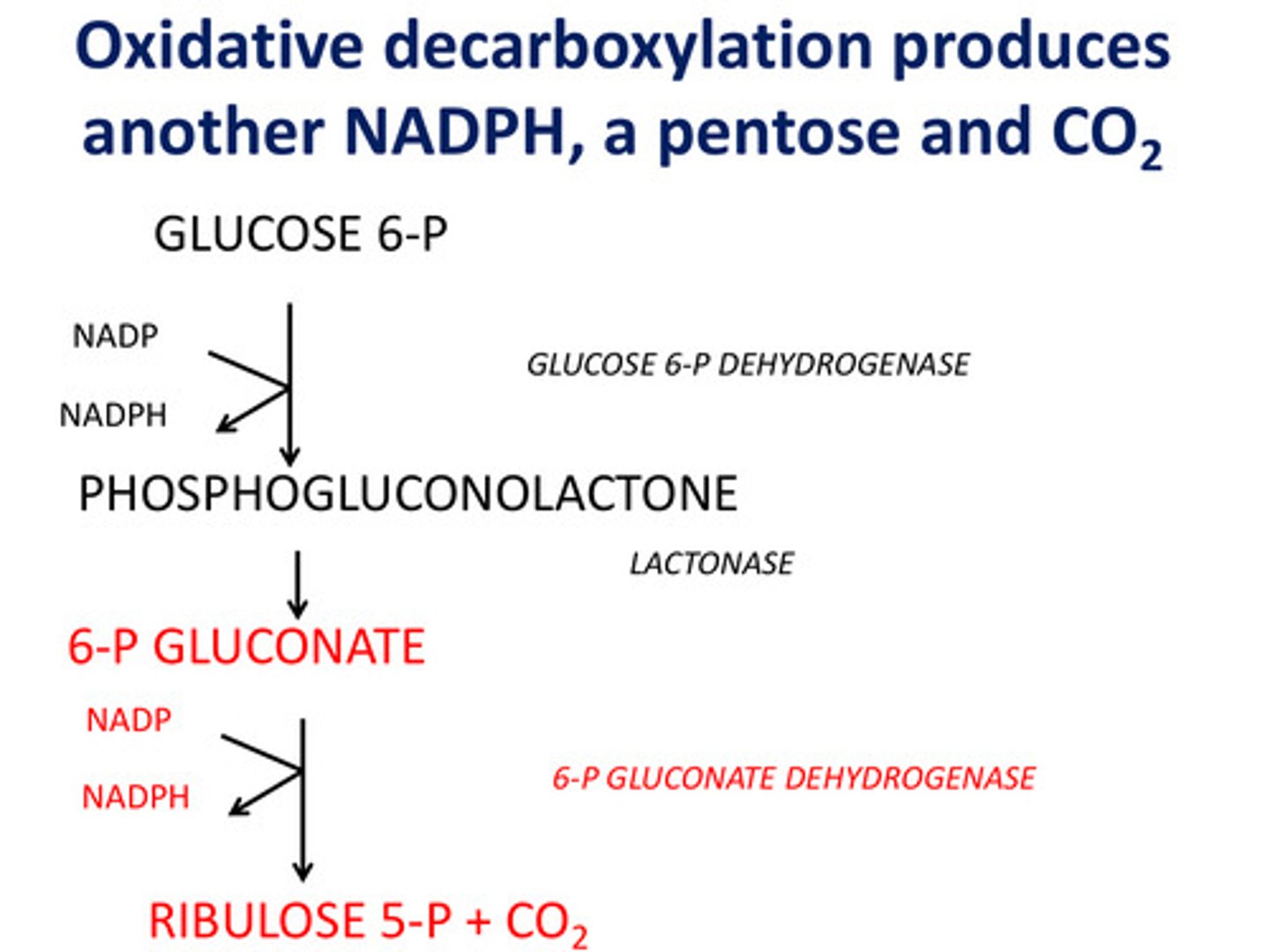 <p>Another NADPH, a pentose, and CO2</p>