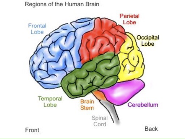 <p>What is the role of the cerebellum (“little brain” attached to rear of brainstem)?</p>
