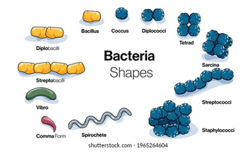 <p>Bacteria are grouped into three categories based on their response to gaseous exchange </p>