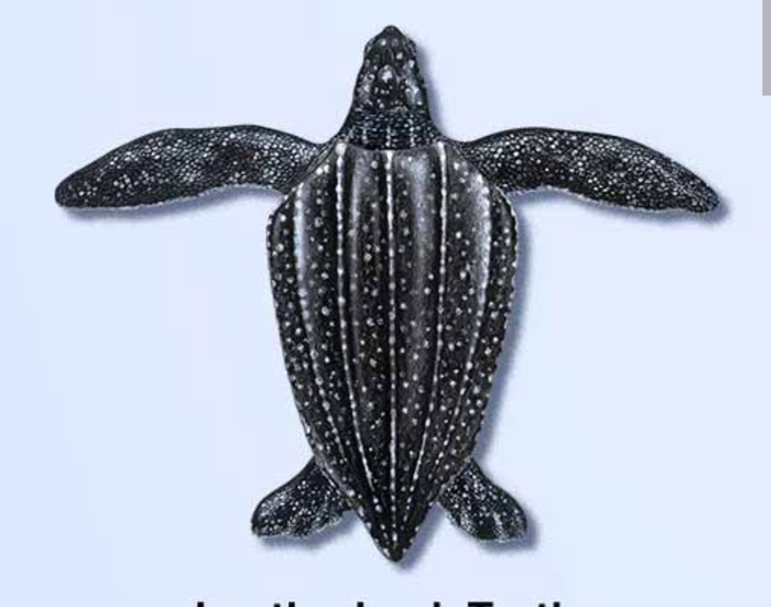 <p>Leatherback sea turtle</p><p class="has-focus">Fun fact: they are the largest of all sea turtles, with the largest on record weighing 2,000 lbs, can dive deeper than any other turtle, and are the only species that doesn't have a hard, bony shell, instead having a tough, leathery skin on their backs</p>