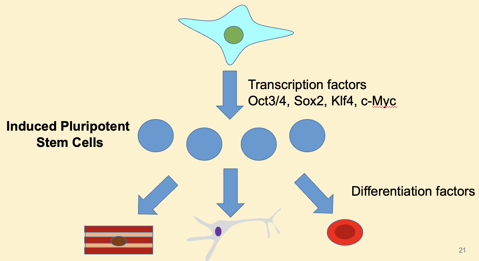<p>What are induced pluripotent stem cells derived from? </p>
