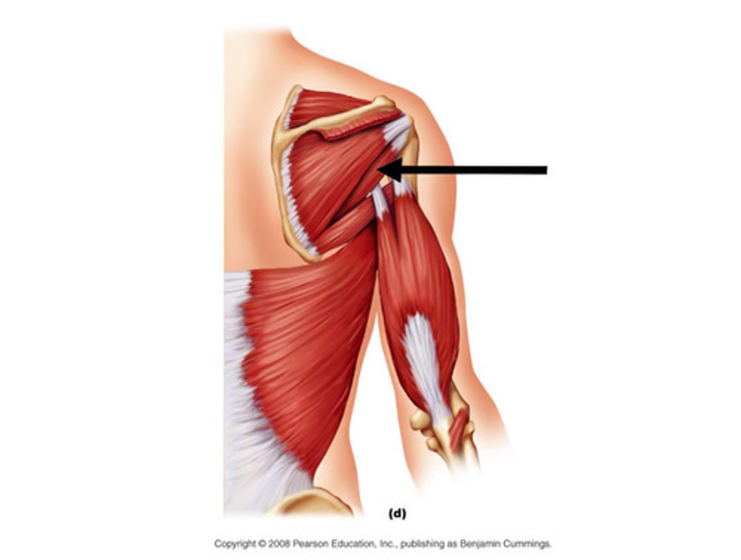 <p>Function: Adducts and laterally rotates arm</p><p>Innervation: axillary nerve (c5-c6)</p><p>Attachments:</p><p>-P:Upper dorsal lateral border of scapula (superior to teres major attachment)</p><p>-D:Greater tubercle of humerus</p>