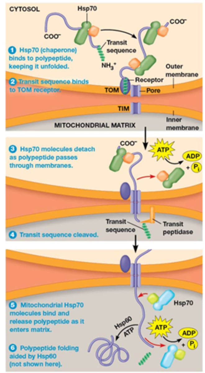 <p>Op sommige plaatsen zijn binnenste en buitenste membraan in contact: translocatie van eiwitten vanuit cytosol naar de matrix</p><p>- meer dan 95% van eiwitten in mitochondriën zijn gecodeerd door nucleaire genen</p><p>- gaan onopgevouwen (ahv Hsp70) door de eerste porie gaan </p><p>=> ze worden herkend door TOM receptor</p><p>=> dan gaat het onopgevouwen eiwit door de porie en wanneer hij uit de porie komt gaan er opnieuw Hsp70 binden aan het eiwit</p>