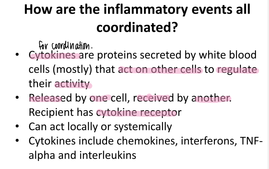 <p>chemokines, interferons, TNF-alpha, interleukins </p><p></p>
