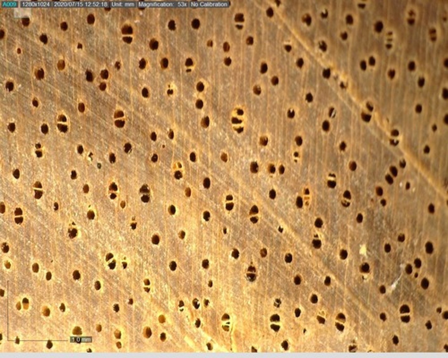 <p>Numerous small pores arranged mostly in solitary , with vasicentric and aliform parenchyma</p>