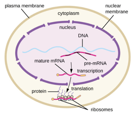 <ul><li><p><span style="background-color: transparent; font-family: "Proxima Nova", sans-serif;"><span>Transcription occurs in the nucleus</span></span></p></li><li><p><span style="background-color: transparent; font-family: "Proxima Nova", sans-serif;"><span>mRNA is edited prior translation</span></span></p></li><li><p><span style="background-color: transparent; font-family: "Proxima Nova", sans-serif;"><span>Translation occurs after transcription is completed</span></span></p></li></ul><p></p>