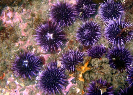 <p>Sea Urchins (Echindoidea)</p>
