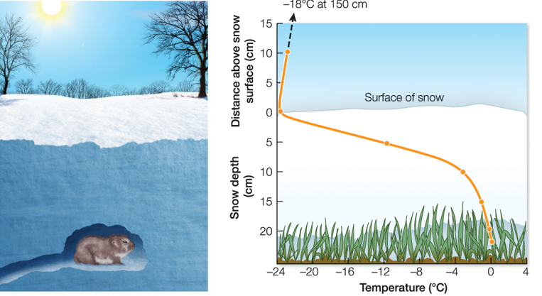 <p>Ex. Lemming (small rodent in Arctic) using a snow tunnel; creating an insulated space by modifying their environment. </p>