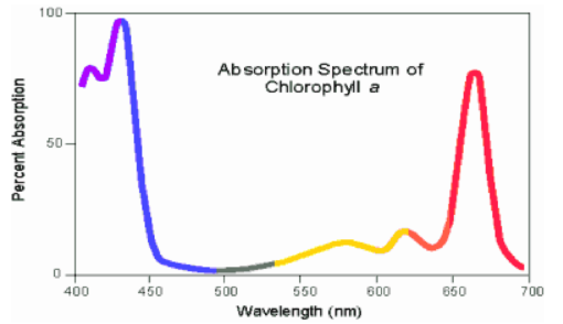 <p>Using the graph, what wavelength of light is the most absorbed by chlorophyll a?</p>