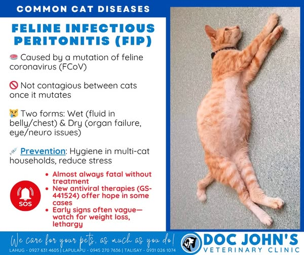 <p><strong>Feline coronavirus &amp; FIP (feline infectious peritonitis)</strong></p><ul><li><p>Caused by feline coronavirus (mutation → FIP), Disease is immune mediated. in cats. <em>(cat is first infected with feline coronavirus - usually mild, in small percentage → virus mutates inside the cat → becomes form that causes FIP)</em></p></li><li><p><strong>Transmission</strong>: Oronasal, Aerosols, transplacental</p></li><li><p><strong>Clinical forms: </strong></p><ul><li><p><span style="color: green;">Mild coronavirus</span> - mild enteritis, mild diarrhea</p></li><li><p><span style="color: blue;">FIP - Severe</span>, initially, pyrexia, depression, lethargy</p><ul><li><p><strong>Dry FIP:</strong> Granulomas in organs (liver, kidney, CNS, eyes) + neurological signs (paresis, paralysis, nystagmus + behavior change)</p></li><li><p><strong>Wet FIP</strong>: Ascites, weight loss, depression, anemia, pleural/pericardial effusion → dyspnea, jaundice, Death</p></li></ul></li></ul></li><li><p><em>Pathology: virus → tonsils + SI enterocytes, necropsy show abd. enlargement, ascites, enteritis, hepatitis, pleuritis, peritonitis, uveitis, nephritis. </em></p></li><li><p><strong>Diagnosis</strong>: CS + virus detection, ELISA, IF, rivalta test on effusion: Drop persist = positive. </p></li><li><p><strong>Treatment/Prevention</strong>: No effective treatment, only supportive care + ATB, Vaccination. </p></li></ul><p></p>