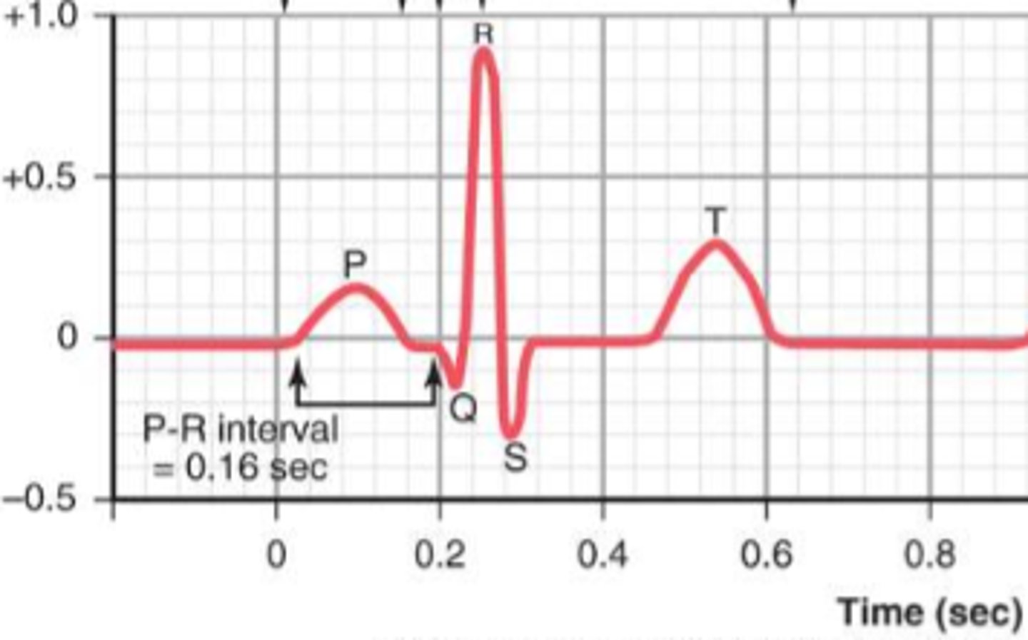 <p>What produces the P wave?</p>