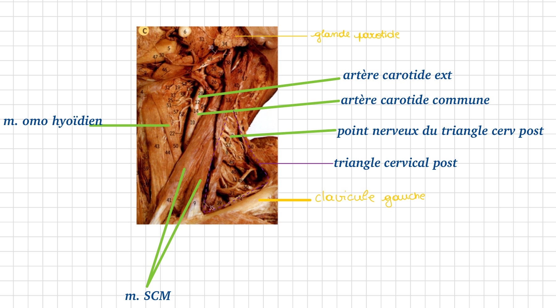 knowt flashcard image