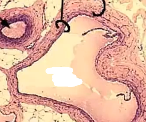 <p>What is this</p>