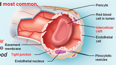 <p>least permeable and most common</p><p>abundant in skin, muscles, lungs and CNS</p><p>often have associated pericytes&nbsp;</p><p>pinocytotic vesicles ferry fluid across the endothelial cell</p><p>brain capillary endothelial cells lack intercellular clefts and have tight junctions around their entire perimeter (blood brain barrier)</p>