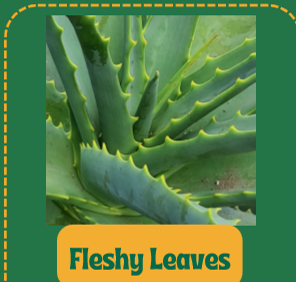 <p>stores water and food</p><p>has thick cuticle for protection against elements</p><p>eg. succulents</p>
