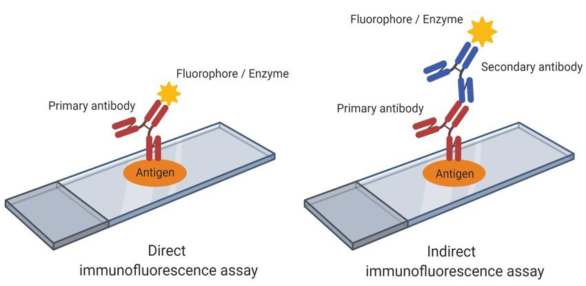 <p>Method where a fluorescent tag is attached to antibodies that bind to antigens, allowing visualization of target molecules.</p>