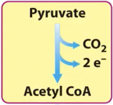<p>Under aerobic conditions, pyruvate is transported into _________ membrane where it is <strong>oxidatively decarboxylated by pyruvate dehydrogenase complex to form Acetyl-CoA</strong></p>
