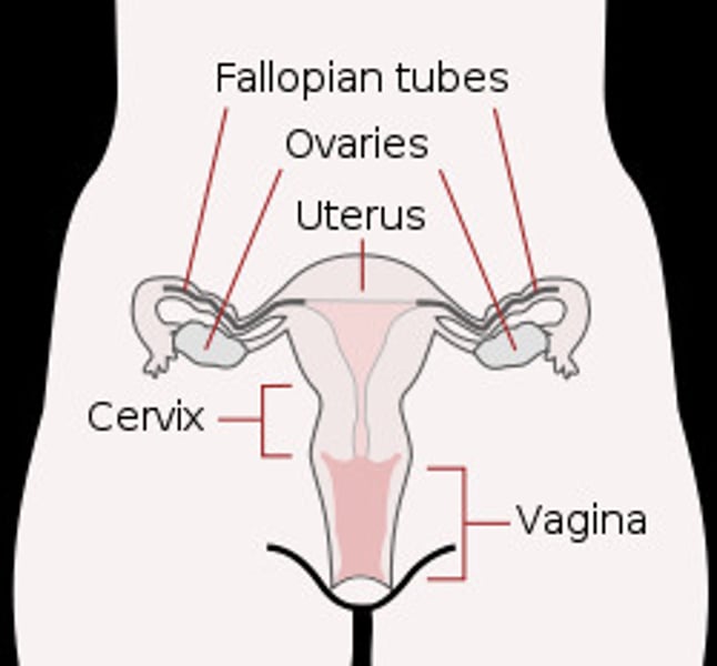 <p>vagina (muscular passageway from the uterus to the outside of the body)</p>