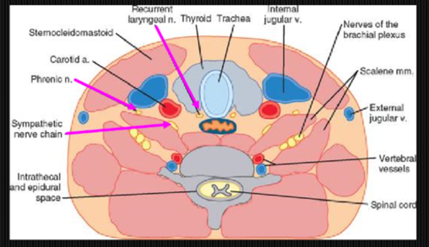 <p>C6</p>