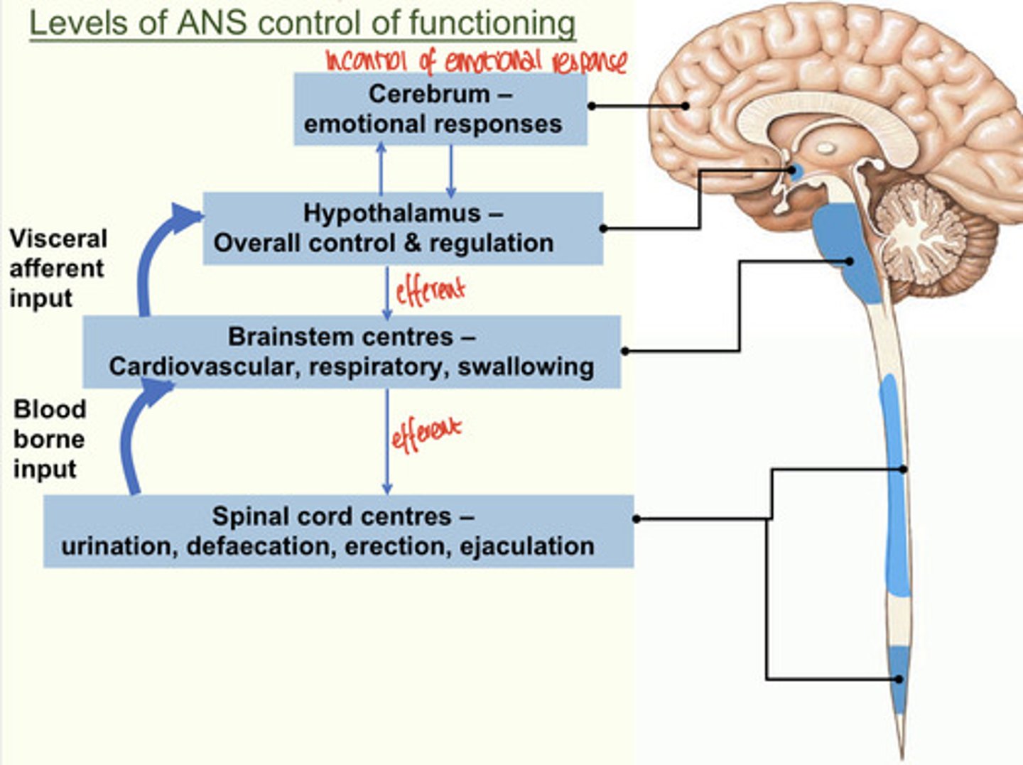 <p>1) Hypothalamus is the main integration center of ANS activity...</p><p>2)Subconscious cerebral input via limbic lobe connections influence hypothalamic function</p><p>3) Other controls come from the cerebral cortex, the reticular formation, and the spinal cord</p>