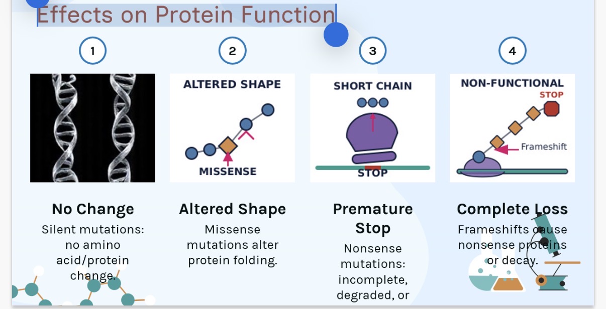<p>Effects on Protein Function:</p><p>The image illustrates the effects of different types of mutations on protein function.</p><p>1. No Change: …1? mutations do not change the amino acid sequence, so the protein function remains the …2?.</p><p>2. Altered Shape: …3? mutations change a single amino acid, which can …4? the protein's folding and …5?.</p><p>3. Short Chain: …6? mutations introduce a premature …7? codon, resulting in a …8?(shortened) and often non-functional protein.</p><p>4. Complete Loss: …9? mutations, caused by insertions or deletions, shift the …10? frame, leading to a completely …11? amino acid sequence and a non-functional protein.</p>