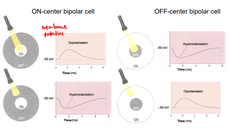 <p>classifiable by the depth of termination of their axon terminals in the IPL (there are 9 different cone bipolar cell types and 1 rod bipolar cell)</p><ul><li><p>pool inputs from different photoreceptors </p></li><li><p>in the central fovea: there is 1 photoreceptor per ganglion/bipolar cell; this allows the ability to discriminate details but a con is the cones need more light to respond</p></li><li><p>in the peripheral: there are many photoreceptors per cell; allows a higher ratio of rods to cones → rods take less light to respond but cannot distinguish details</p></li></ul><p></p>