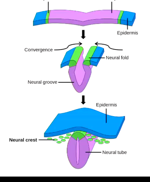 <p>Neurulation starts with a folding process which includes the transformation of the neural plate into the neural tube by the joint of the neural fold.</p>