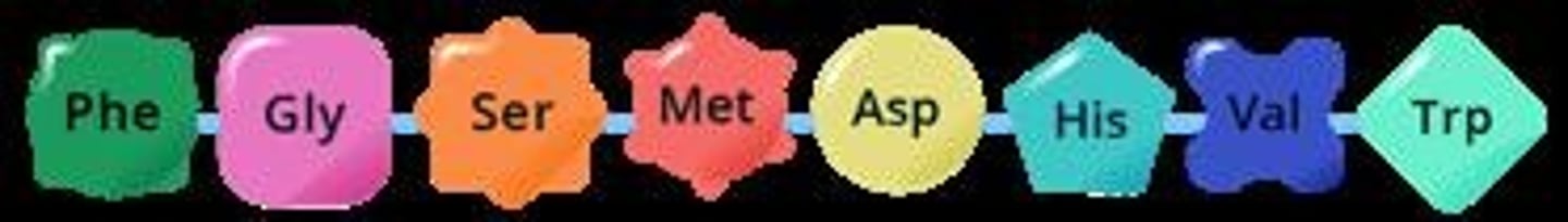 <p>Chain of amino acids linked by peptide bonds</p>