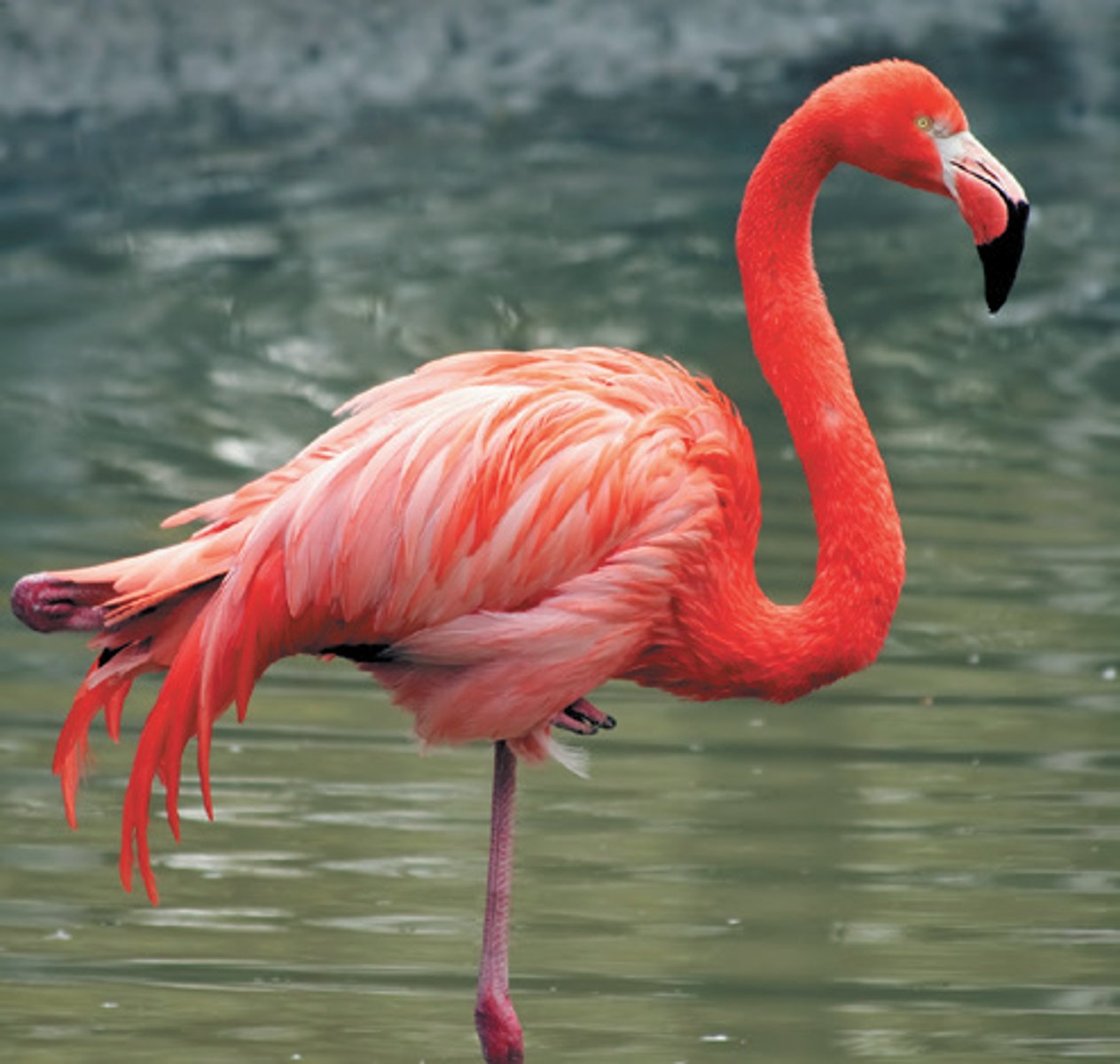 <p>flamingo</p>