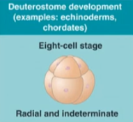 <ul><li><p>develop by radial cleavage</p></li></ul><p>→ cells are aligned</p><ul><li><p>indeterminate cleavage meaning that the embryonic cells can become any type of tissue</p></li></ul><p></p>