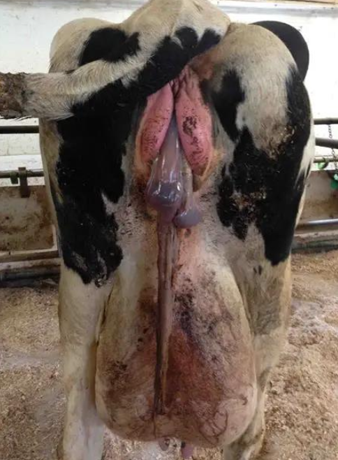 <p>most will separate (rot out) and fall out after 3-12 days after calving</p><p>high risk of developing metritis (important to do daily physical exams)</p>
