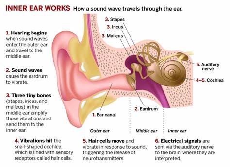 <p>Trace the path of a sound wave from entering the human ear to its conversion into a nerve impulse. </p>