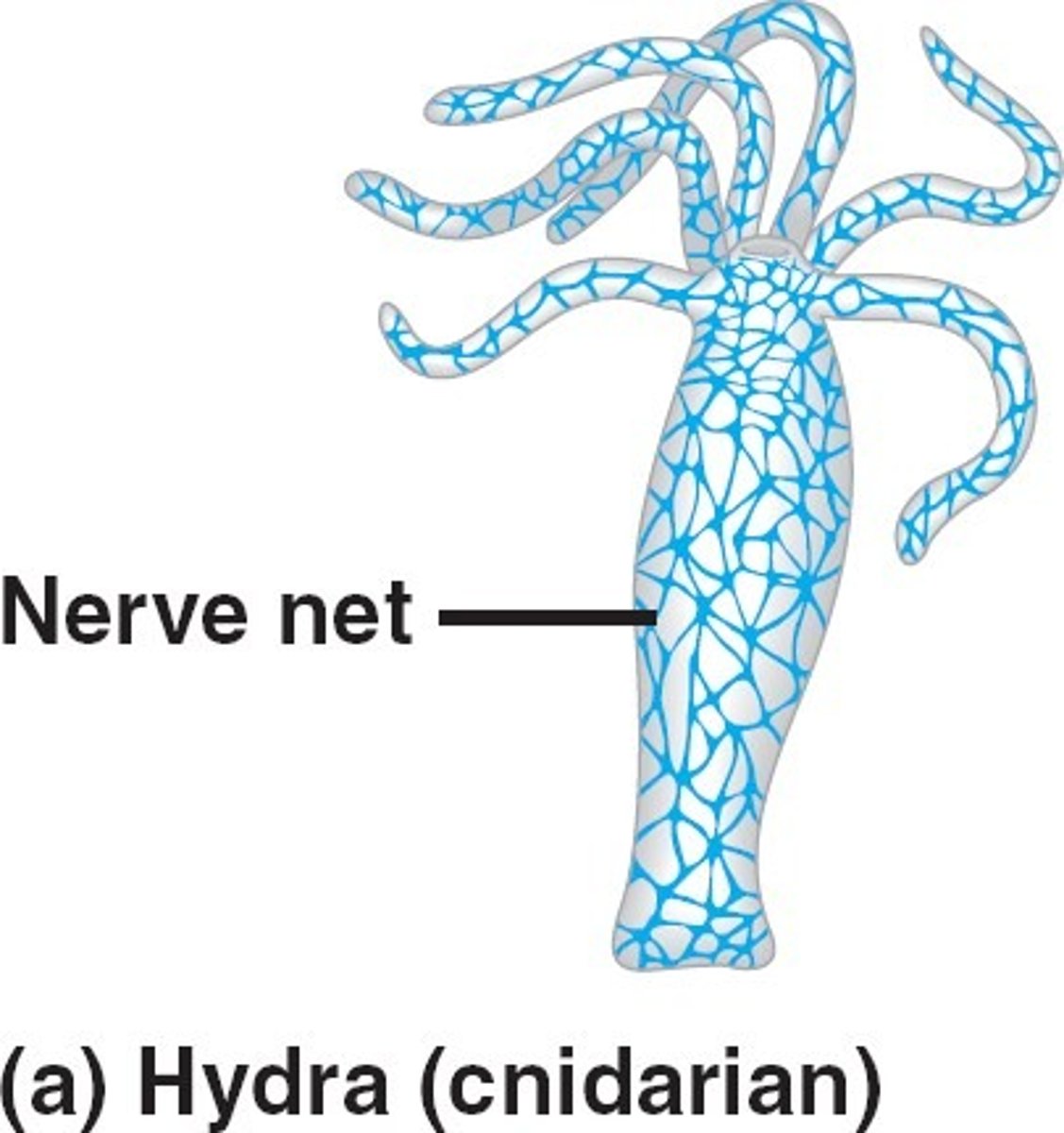 <p>loose mesh of neurons organized within a radial symmetry</p><p>found in cnidarians</p>