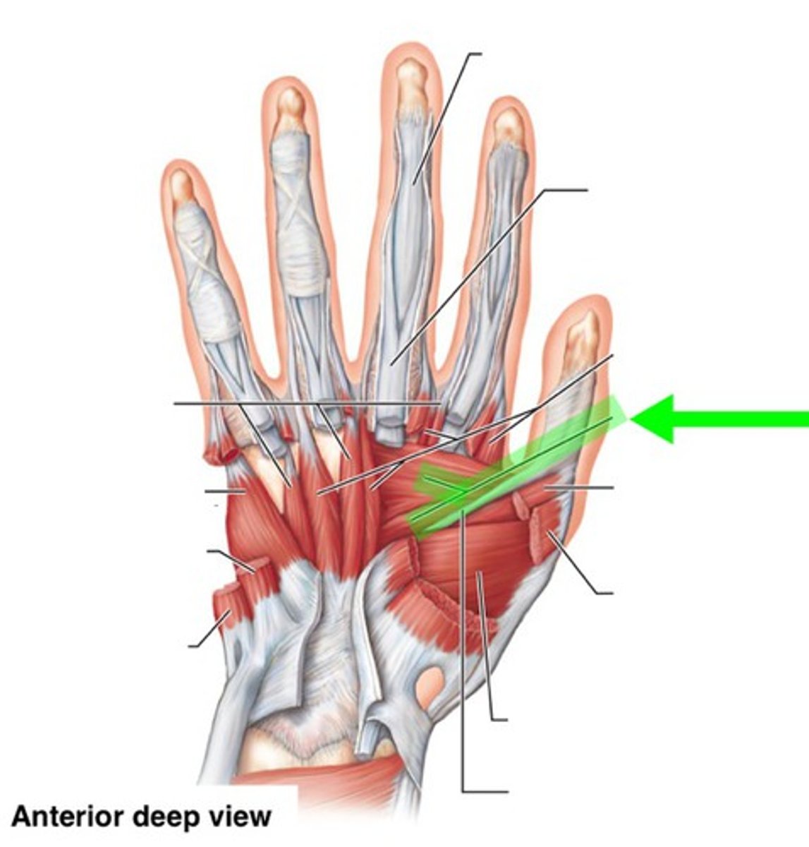 <p>obliquqe head: carpal bones and bases of 2nd and 3rd metacarpals</p><p>transverse head: body of 3rd metacarpal</p>