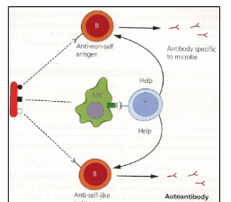 <p>Some pathogens express antigens that resemble self-proteins. Because these antigens contain both self-like and foreign components, B-cells and T-cells recognise the non-self parts, allowing T-cells to provide help. If another B-cell recognises the self-like portion, it also receives this help, leading to an autoimmune response.</p>