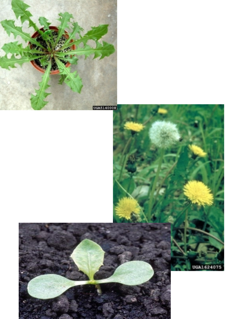 <p>dandelion</p><p><strong><u>• Perennial</u></strong></p><p>• Leaves are clustered in a rosette at the base of the plant; margins are deeply serrated</p><p>•<strong><u> Stems hollow, hairless</u></strong></p><p>• Strong <strong><u>taproot</u></strong> is capable of penetrating the soil to a <strong><u>depth of 10-15 ft.</u></strong></p><p>• Flowering stalks terminate in an inflorescence that contains 100 to 300 ray flowers</p><p>• <strong><u>Each ray flower grows singly on the stem.</u></strong> (Not to be confused with ‘false dandelions’ which have many flowers per stem)</p>