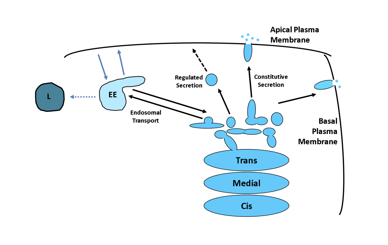 <ul><li><p>Apical vs basal</p></li><li><p>Axon vs dendrites</p><ul><li><p>have very different protein and lipid compositions</p></li></ul></li><li><p>Sort proteins into destined vesicles for certain places</p></li></ul><p></p>