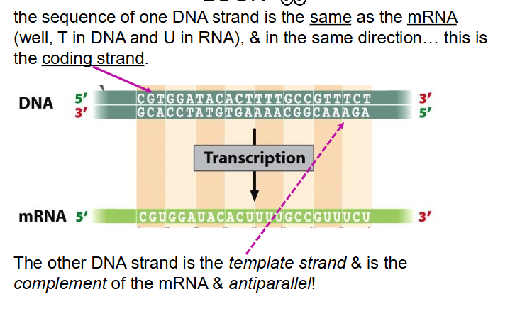 <p>DNA strands naming</p>