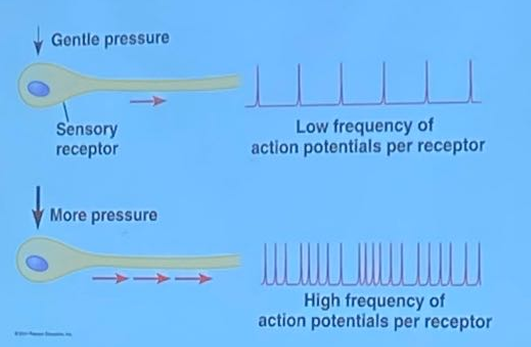 <p>The Sensory information travels as an AP-receptor → brain </p><p>Larger receptor potential means → more freqent AP </p>