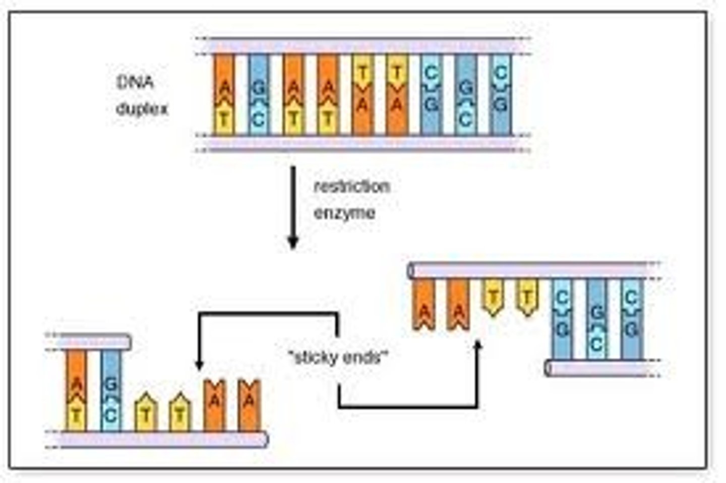 <p>the uneven ends of a double-stranded DNA molecule that has been cut with a restriction enzyme, use in recombinant DNA tech</p>