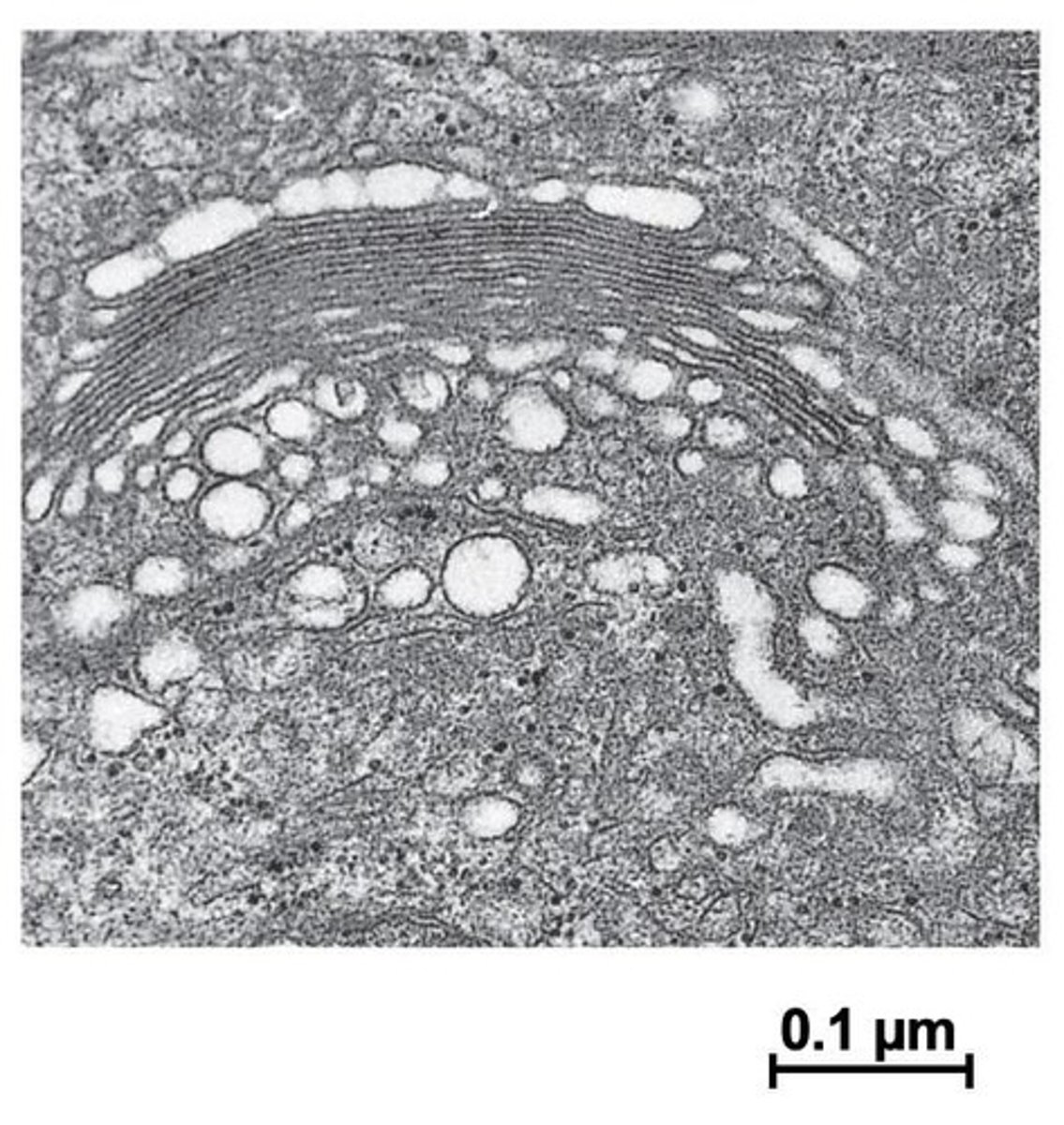 <p>The Golgi apparatus sorts, packages, and ships newly synthesized proteins to their correct destinations.</p>