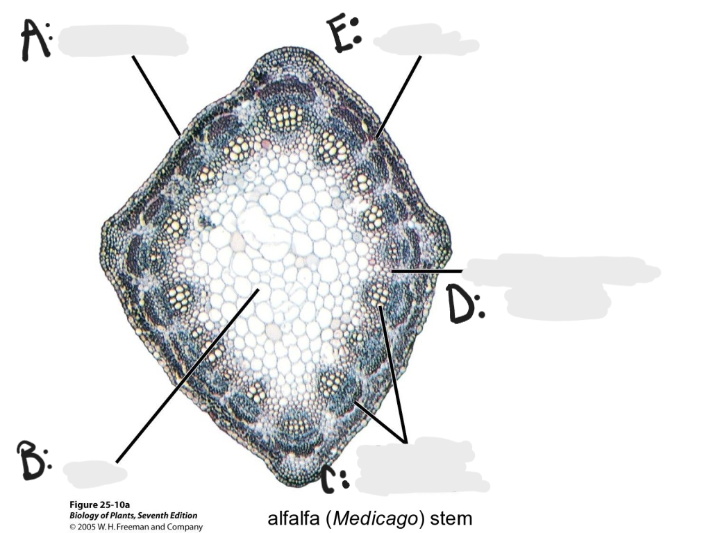 <p>Identify A -E on Medicago stem. </p>
