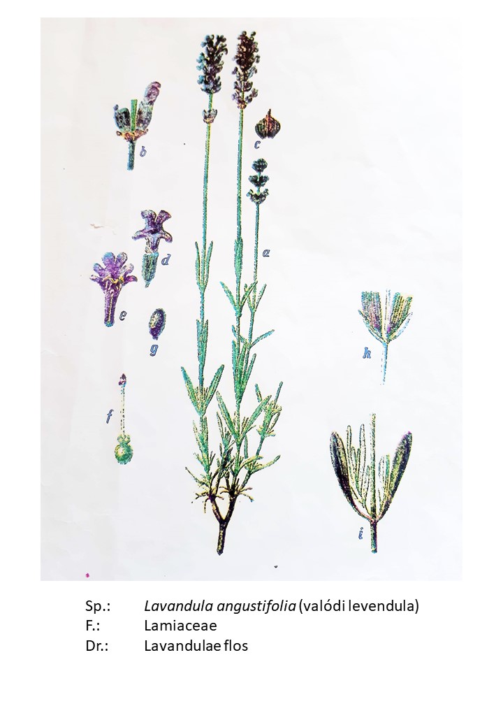 <p>valódi levendula</p>