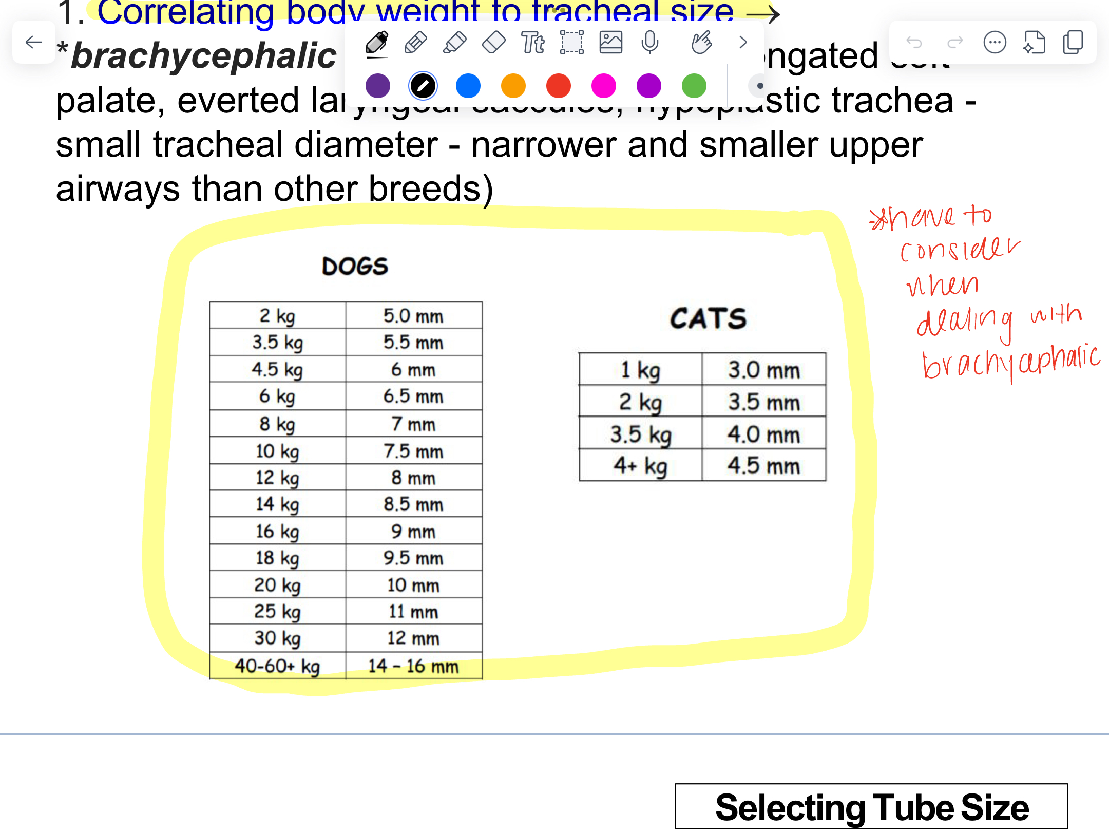 <ul><li><p>brachycephalic breeds have smaller tracheal diameter, narrower and smaller upper airways than other breeds </p></li></ul><p></p>