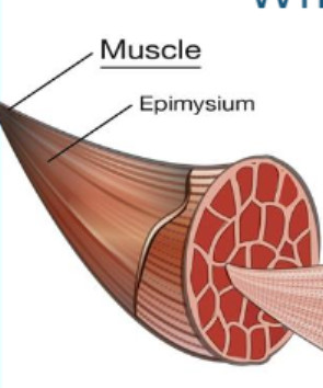 <p>Muscle</p>