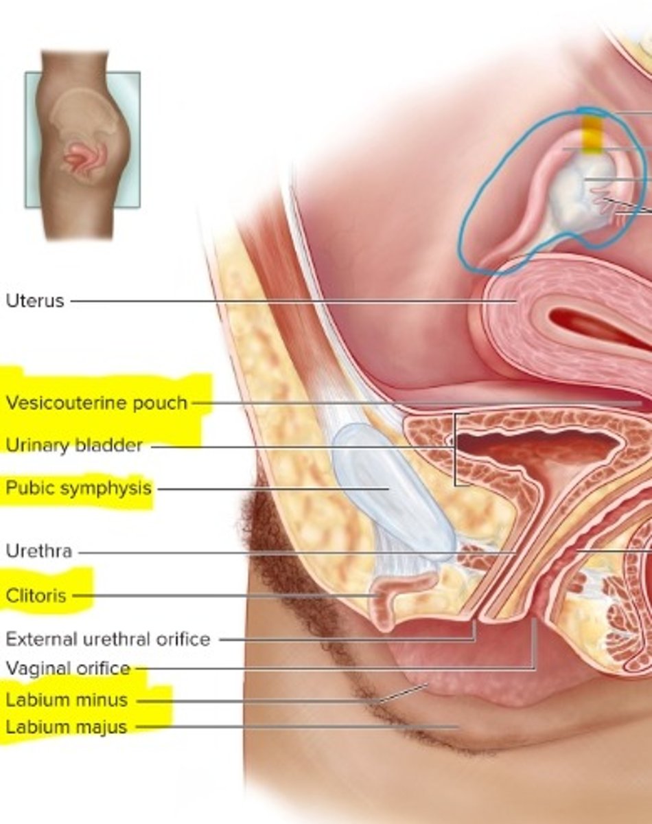 <p>erectile tissue, with blood vessels that help it become erect</p><p>-made out of areolar CT</p>