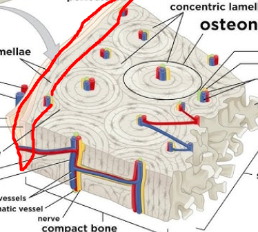 <p>layers of lamellae that extend around entire surface of diaphasis and AROUND and OUTSIDE the various osteons</p>