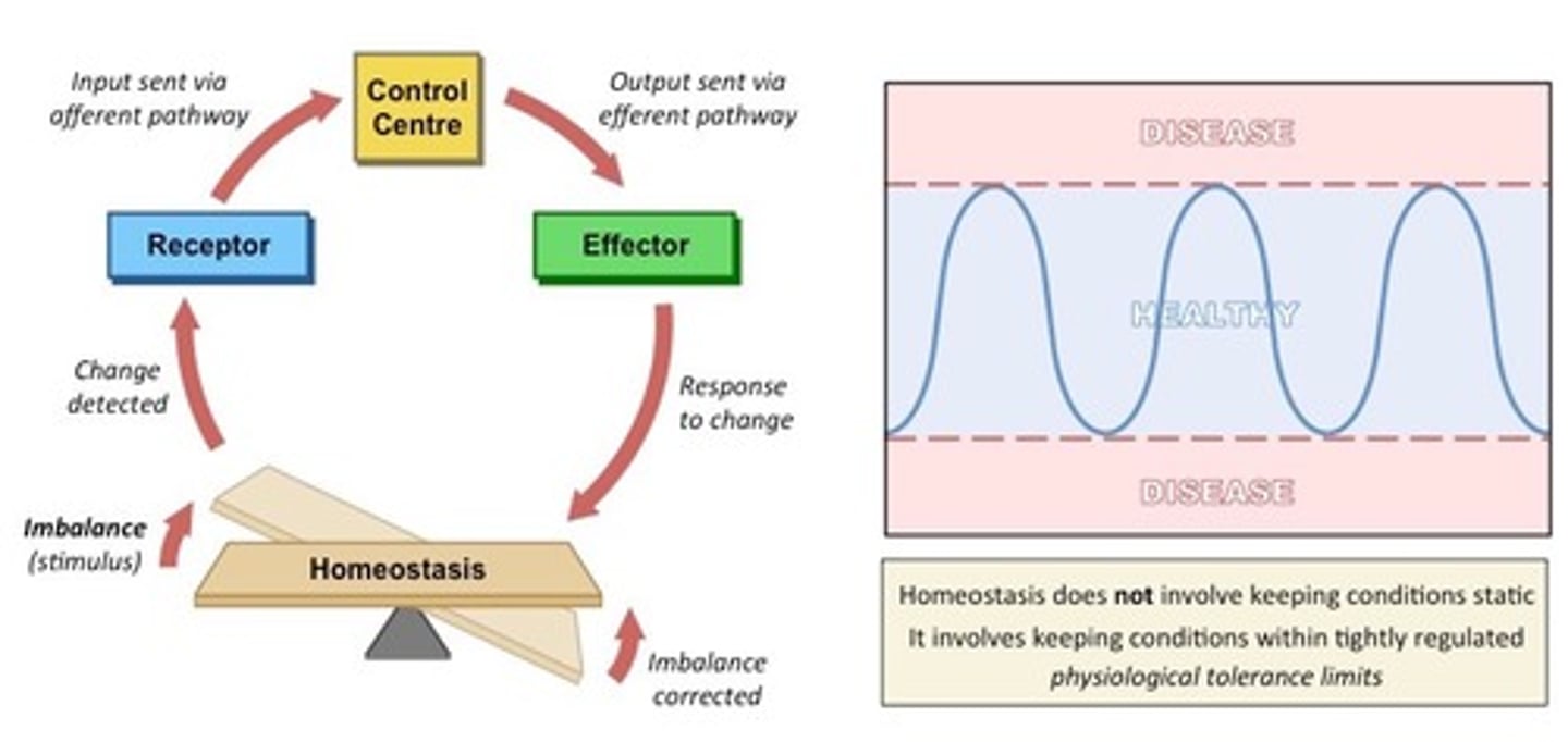 <p>(B) Homeostasis</p><p>Homeostasis refers to the process your body takes to maintain body temperature, heartbeat, metabolism, and it can occur when the body is resting or even taking drugs.</p>